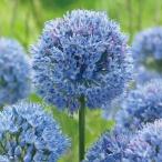 国華園 アリウム コエルレウム 50球
