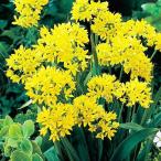 国華園秋植え球根アリウムモーリー60球