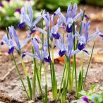  страна .. Mini Iris луковица kre let 10 лампочка Mini Iris. луковица осень .. луковица 