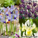  страна .. Mini Iris луковица комплект 3 цвет 30 лампочка Mini Iris. луковица осень .. луковица 