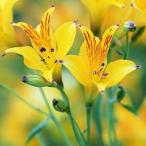国華園秋植え球根アルストロメリアイ...