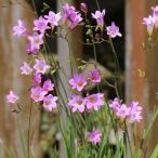 国華園 [メール便配送] 秋植え球根 フリージア スピーシーピンク 3球