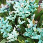 国華園 [メール便配送] 秋植え球根 ラケナリア ヴィリ