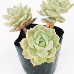 多肉植物グラプトベリア白ぼたん2株