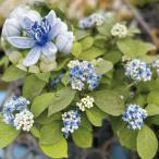 国華園 常緑アジサイ苗 碧の瞳 1株 10.5cmポット苗 花木苗