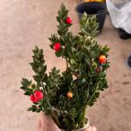  Hanaki рассада ru ska s butcher z Bloom 1 АО 