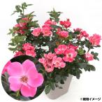 国華園バラ苗ピンクゼプティ1株10...
