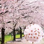  страна .. Sakura рассада .. Yoshino 5 АО контактный дерево 1 год сырой корень шт рассада ( высота дерева примерно 50~80cm) Hanaki рассада 