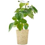 国華園観葉植物ウンベラータ7号鉢鉢...