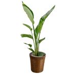 国華園観葉植物オーガスタ7号鉢鉢カ...