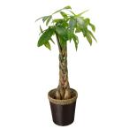 国華園観葉植物パキラ7号鉢鉢カバー...