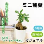 国華園 ミニ観葉植物 テーブル観葉 ガジュマル 3号鉢 1鉢 受け皿付 本物 プラ鉢植え 白い鉢 おしゃれ 卓上サイズ インテリア 室内