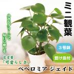 国華園 ミニ観葉植物 テーブル観葉 ペペロミア ジェイド 3号鉢 1鉢 受け皿付 本物 プラ鉢植え 白い鉢 おしゃれ 卓上サイズ インテリア 室内