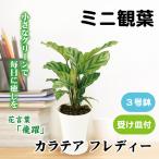 国華園 ミニ観葉植物 テーブル観葉 カラテア フレディー 3号鉢 1鉢 受け皿付 本物 プラ鉢植え 白い鉢 おしゃれ 卓上サイズ インテリア 室内