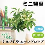 国華園 ミニ観葉植物 テーブル観葉 シェフレラ ムーンドロップ 3号鉢 1鉢 受け皿付 本物 プラ鉢植え 白い鉢 おしゃれ 卓上サイズ インテリア 室内