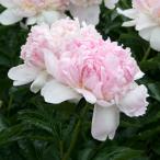 国華園花木苗芍薬ラズベリーサンデー...