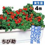 商品画像2