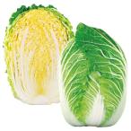 国華園 種 野菜たね ハクサイ F1初美月（はつみづき）
