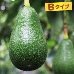 国華園アボカド苗エドラノールBタイ...