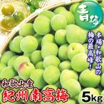 梅 5kg 紀州南高梅【青梅】和歌山産 送料無料 食品