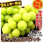 ぶどう 山梨産 限定 シャインマスカット 2房 (約1.2kg) 9月上旬頃〜 大房 種なし 皮ごと美味しい 大粒ぶどう 送料無料 食品