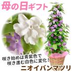 母の日 プレゼント 2024 花 ギフト 花鉢 ニオイバンマツリ 鉢植え 送料無料 フラワーギフト 生花 フラワーギフト