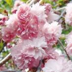 桜 苗 苗木 菊しだれ 1株 / 桜苗 桜の苗 サクラ苗 サクラの苗 庭木 植木 花木苗 菊枝垂れ キクシダレ