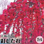 花梅 苗 苗木 紅しだれ 1株 / ハナウメ 花梅の苗木 花梅の木 庭木 植木 花木苗