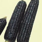 ショッピングとうもろこし 種 野菜たね トウモロコシ 黒もちとうもろこし 1袋(25ml)