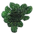 種 野菜たね 世界の野菜 タアサイ 1袋（10ml） やさい