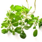 種 野菜たね ハーブ クレソン 1袋（1ml） やさいの種 