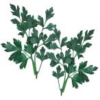 種 野菜たね ハーブ イタリアンパセリ 1袋（1ml） や