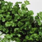 種 野菜たね ハーブ パクチー コリアンダー 1袋（3ml） やさいの種 国華園