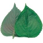 種 野菜たね 菜類 エゴ