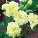 種 花たね カーネーション マリエ 1袋(200mg) / 花種 花の種 はなたね カーネーションの種 春植え 春まき
