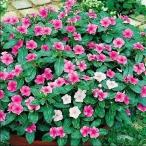  вид цветок .. ежедневно . смешивание 1 пакет (100mg)