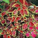  вид цветок ..ko Rius 1 пакет (100mg)