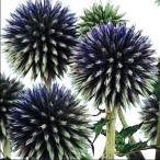  вид цветок .. лазурит шар чертополох 1 пакет (200mg)