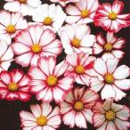  вид цветок .. Cosmos красный pico ti1 пакет (500mg)