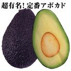 アボカドハスAタイプ1株果樹苗国華園