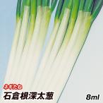 種 野菜たね ネギ 石倉