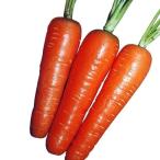 国華園 種 野菜たね ニンジン 時なし五寸人参 1袋（10ml） 人参 やさいの種