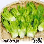 種 野菜たね 菜類 大型からし菜 つぼみっ娘 1袋（コート種子200粒） 野菜の種 国華園