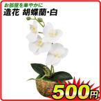 造花 胡蝶蘭・白 1個 鉢植え 造花 卓上 庭園 土なし 枯れない