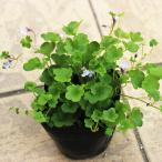 シンバラリア・ムラリス（ツタカラクサ）淡いピンク色の小花です。９センチポット