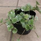 グレコマ苗９センチポット3号