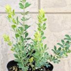  Lotus желтохвост m камень рассада 9 см pot 