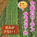  горький огурец рассада салат горький огурец совершенно белый горький огурец ... производство вид 9 см pot 3 номер 