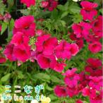 宿恨ネメシアネシアシリーズバーガン...