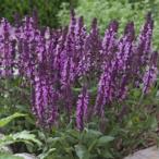 サルビアスペルバローズ９センチポット3号